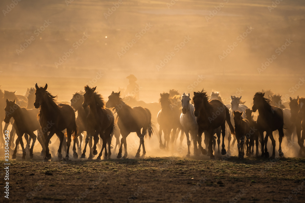 Fototapeta premium Free horses, left to nature at sunset. Cappadocia, Turkey