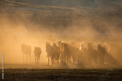 Fototapeta Naklejka Na Ścianę i Meble -  Free horses, left to nature at sunset. Cappadocia, Turkey