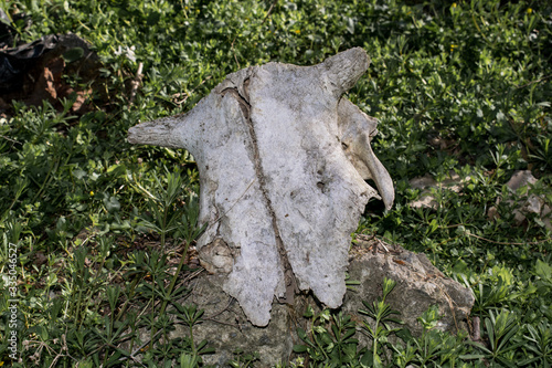 Animal skull on a stone in the forest