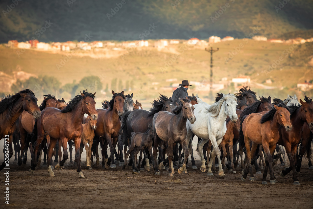 Obraz premium Free horses, left to nature at sunset. Cappadocia, Turkey