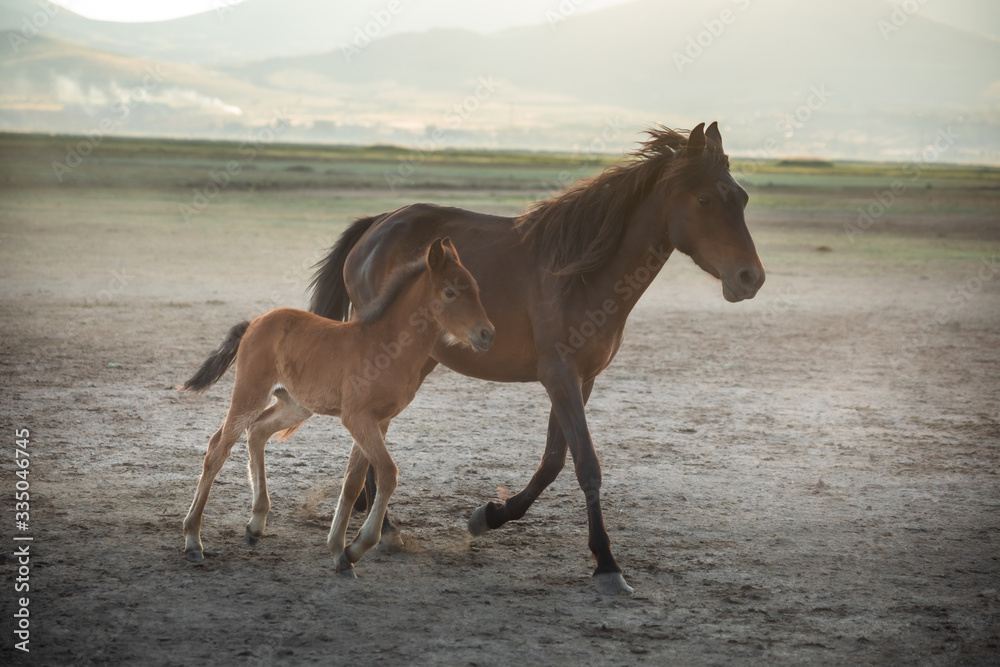 Free horses, left to nature at sunset. Cappadocia, Turkey Free horses, left to nature at sunset. Cappadocia, Turkey