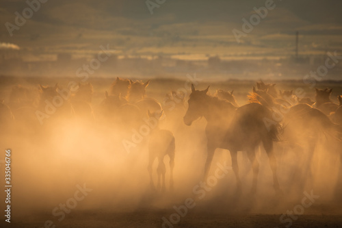 Free horses, left to nature at sunset. Cappadocia, Turkey