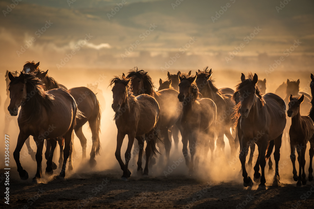 Fototapeta premium Free horses, left to nature at sunset. Cappadocia, Turkey
