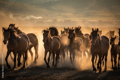Free horses, left to nature at sunset. Cappadocia, Turkey
