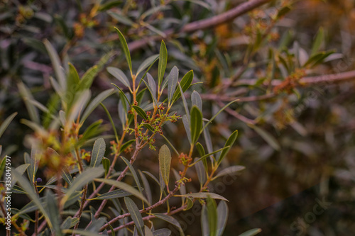 Sprouts of a tree branch in spring