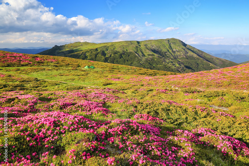 Amazing summer day. Mountain landscape. The lawns are covered by pink rhododendron flowers. Concept of nature rebirth. Location place Carpathian, Ukraine, Europe.