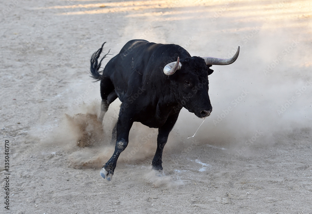 un toro bravo español con grandes cuernos en una plaza de toros en un tradicional espectáculo de toreo un toro bravo español con grandes cuernos en una plaza de toros en un tradicional espectáculo de toreo