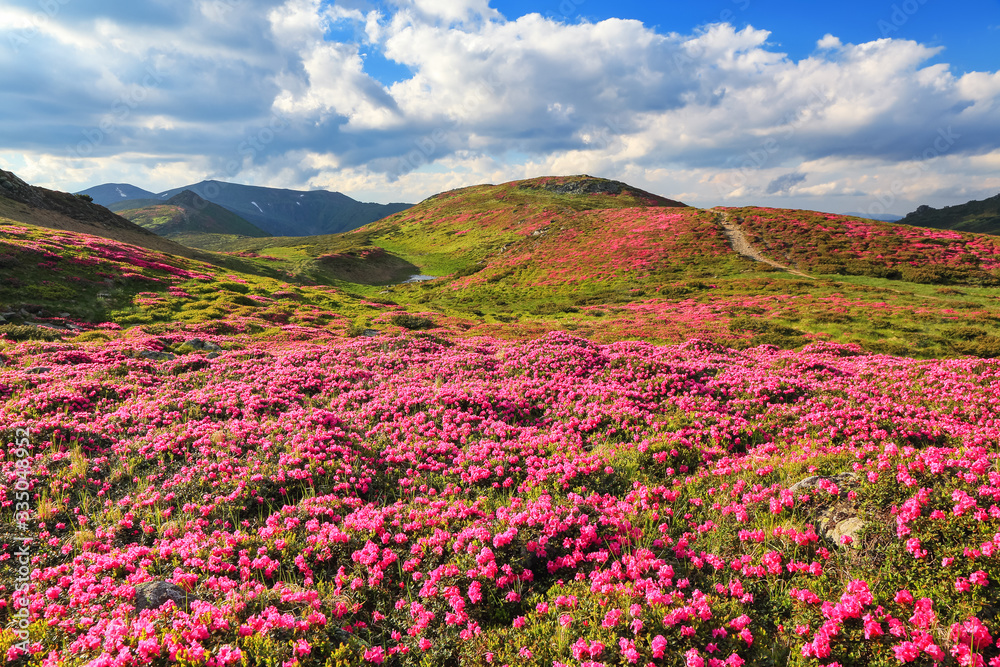 Amazing summer day. Mountain landscape. The lawns are covered by pink rhododendron flowers. Concept of nature rebirth. Location place Carpathian, Ukraine, Europe. Amazing summer day. Mountain landscape. The lawns are covered by pink rhododendron flowers. Concept of nature rebirth. Location place Carpathian, Ukraine, Europe.