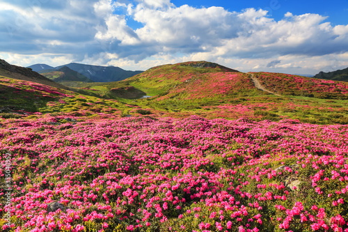 Amazing summer day. Mountain landscape. The lawns are covered by pink rhododendron flowers. Concept of nature rebirth. Location place Carpathian  Ukraine  Europe.