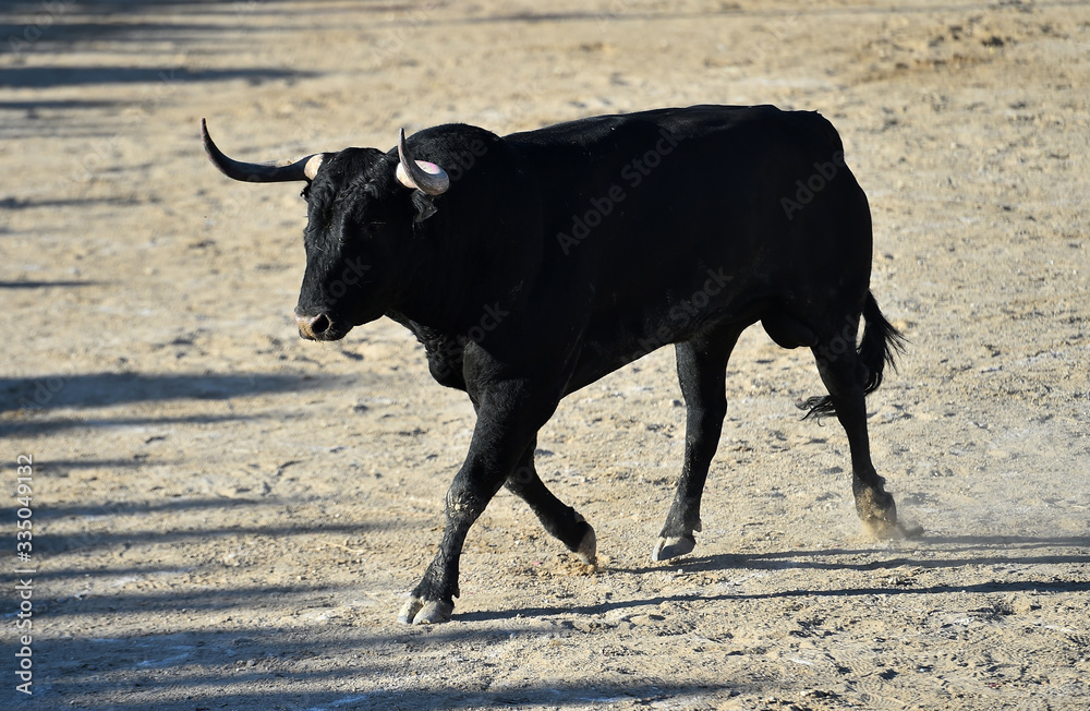 toro español con grandes cuernos en un tradicional espectáculo de toreo toro español con grandes cuernos en un tradicional espectáculo de toreo