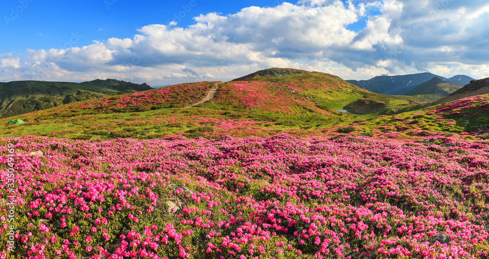 Summer scenery. Panoramic view in lawn are covered by pink rhododendron flowers, blue sky and high mountain. Location Carpathian, Ukraine, Europe. Colorful background. Concept of nature revival.