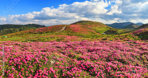 Summer scenery. Panoramic view in lawn are covered by pink rhododendron flowers  blue sky and high mountain. Location Carpathian  Ukraine  Europe. Colorful background. Concept of nature revival.