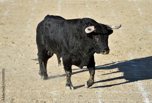 toro español con grandes cuernos en un tradicional espectáculo de toreo