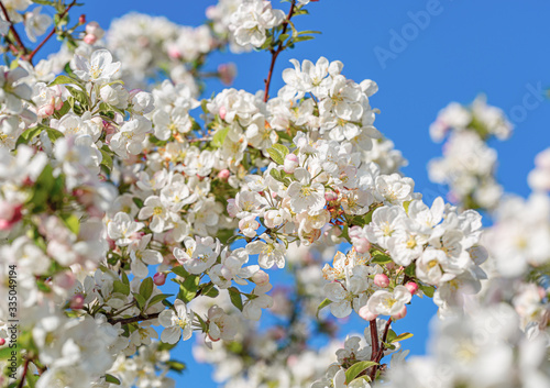 Blossoming apple tree in the garden. White flowers in springtime. Spring nature wallpaper. Shallow depth of field. 