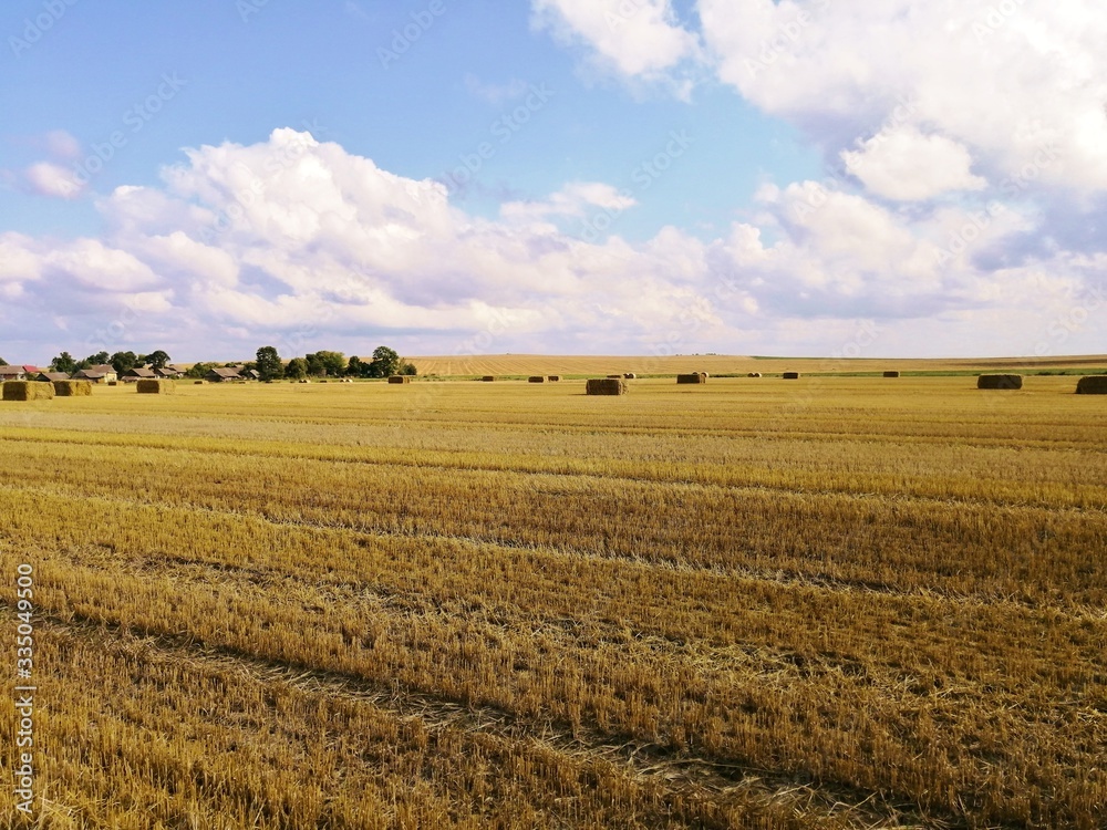 wheat field in the summer in the open countryside