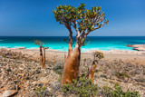 Bottle tree - adenium obesum - endemic tree of Socotra Island