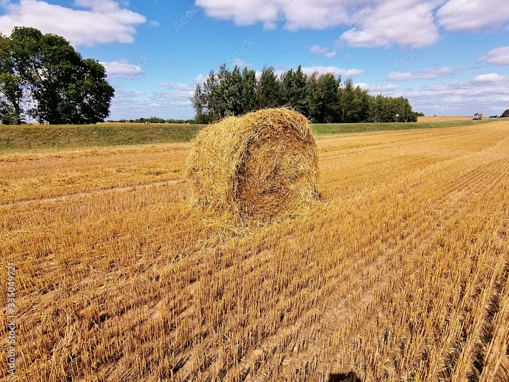 Fototapeta premium wheat field in the summer in the open countryside