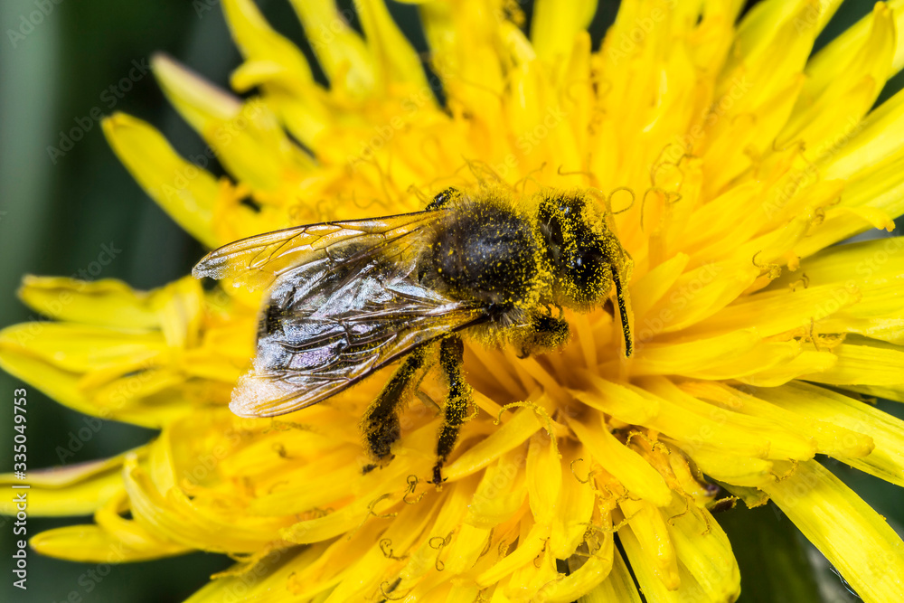 Abeille Abeille
