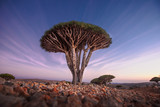 Dragon Blood Tree in the Dragon Blood trees forest in the protected area of the Dixam Plateau in the center part of the island of Socotra, Unesco world heritage site