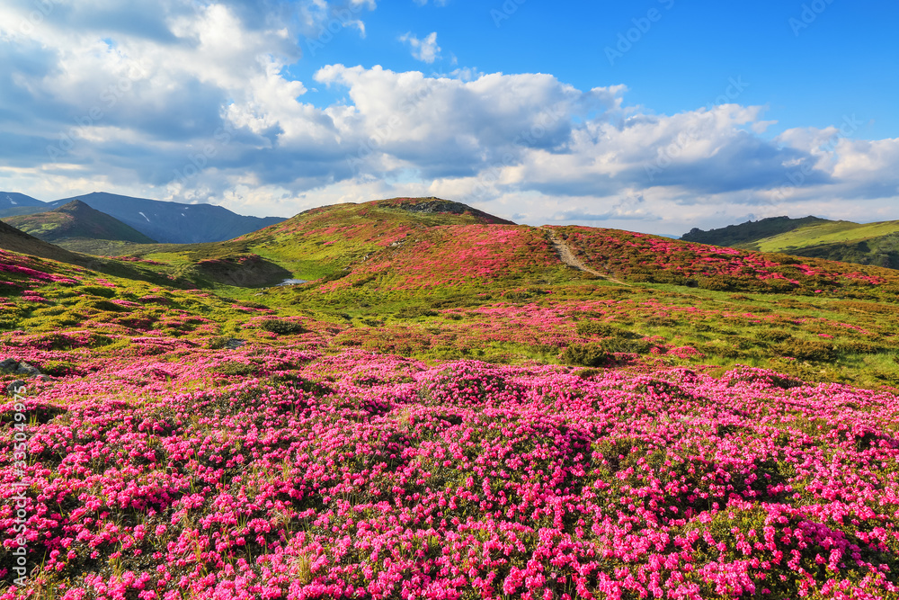 Summer landscape with mountain, the lawns are covered by pink rhododendron flowers with the foot path. Concept of nature rebirth. Wallpaper background. Location place Carpathian, Ukraine, Europe. Summer landscape with mountain, the lawns are covered by pink rhododendron flowers with the foot path. Concept of nature rebirth. Wallpaper background. Location place Carpathian, Ukraine, Europe.