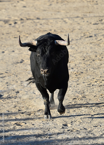 toro negro español con grandes cuernos