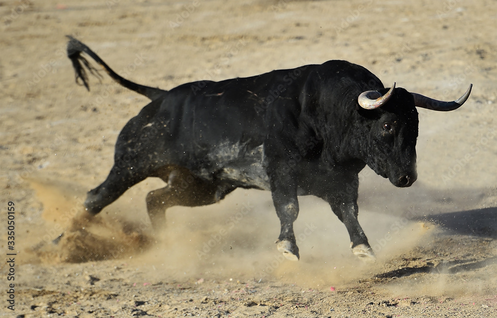 toro negro español con grandes cuernos
