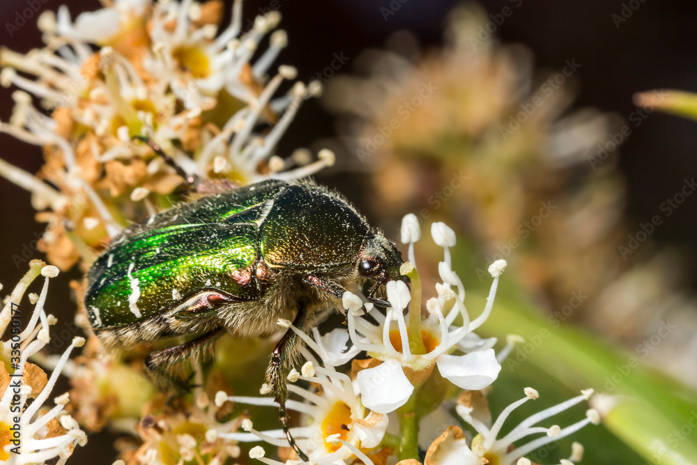 Naklejka premium France,Auvergne,Allier,Le Brethon,Insecte