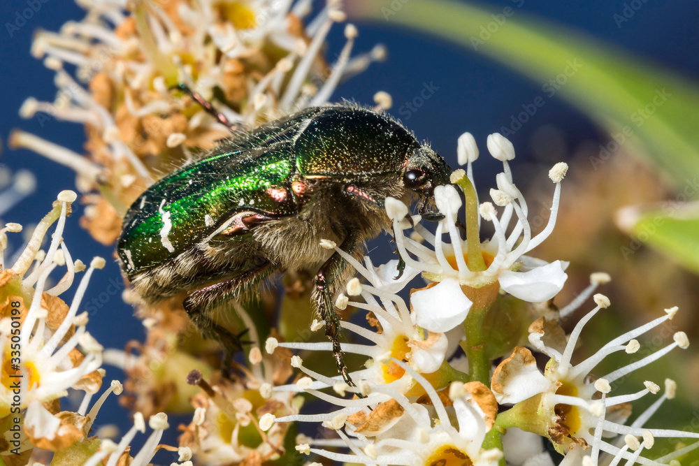 Fototapeta premium Cétoine dorée