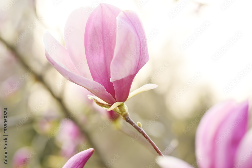 Delicate flowers of pink magnolia of the Sulange variety on a natural spring garden background. soft selective focus. Art photo. Delicate flowers of pink magnolia of the Sulange variety on a natural spring garden background. soft selective focus. Art photo.