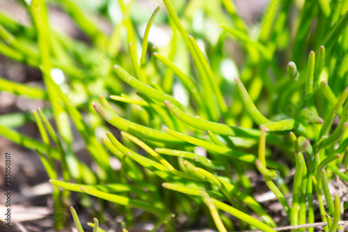 Awakening of spring. Fresh green first shoots. Grass close-up. Abstract image. Creative background for your text.