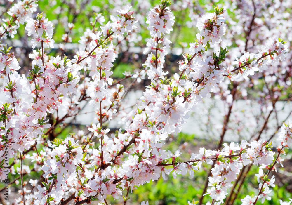 Cherry blossom tree branches with flower petals in spring. Oriental cherry. Cherry blossom tree branches with flower petals in spring. Oriental cherry.