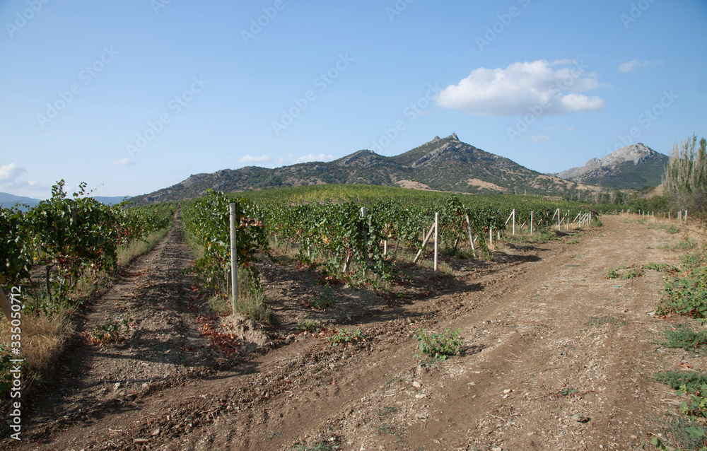 Vineyard in the mountains