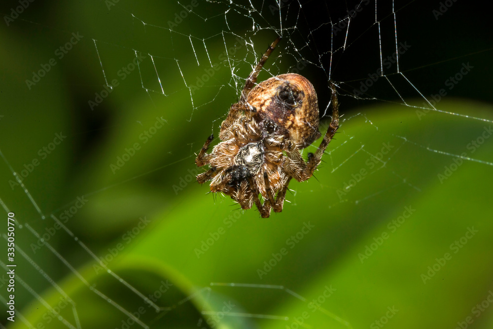 France,Auvergne,Allier,Le Brethon,Insecte France,Auvergne,Allier,Le Brethon,Insecte