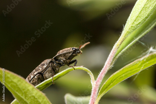 Coléoptères,Agrypnus murinus