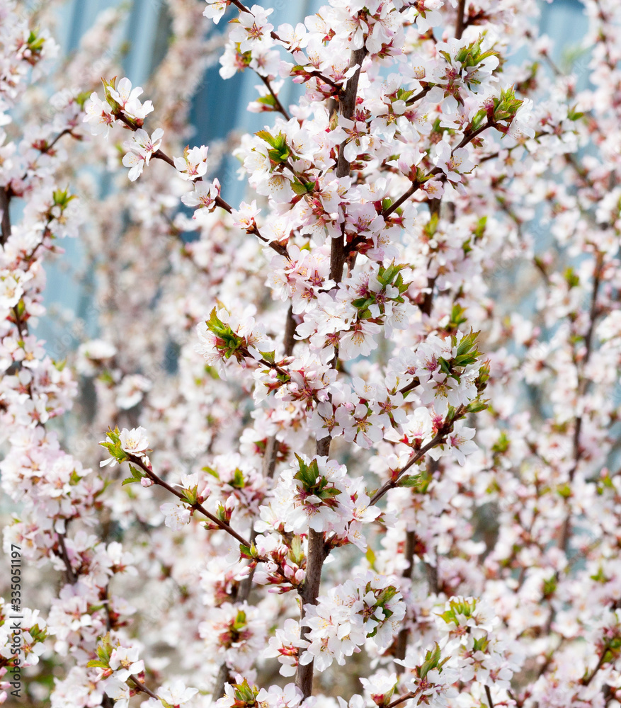 Cherry blossom tree branches with flower petals in spring. Oriental cherry. Cherry blossom tree branches with flower petals in spring. Oriental cherry.