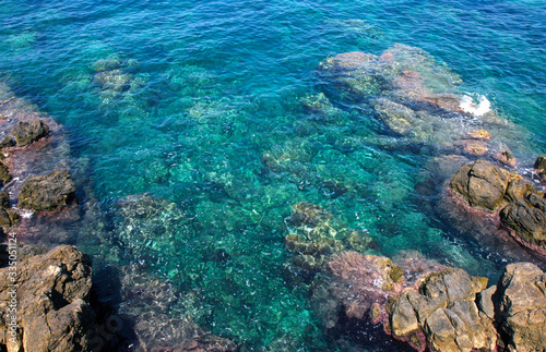 coral reef in the sea