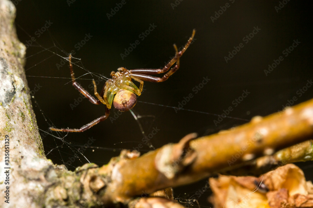 Naklejka premium Araignee,Araignee courge,Araniella cucurbitina