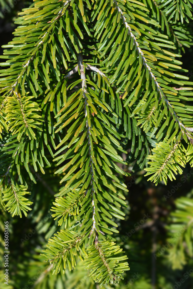 Fototapeta premium Nordmann fir