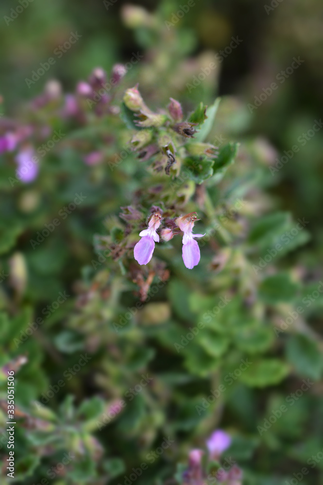 Common germander Common germander