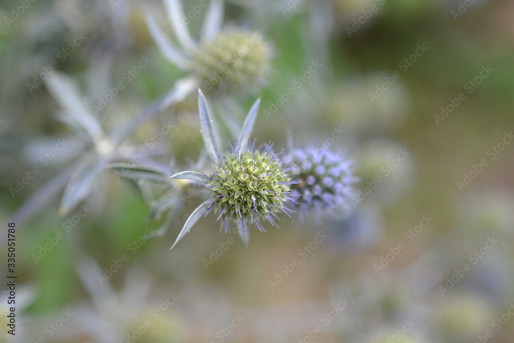 Caucasian eryngo Caucasian eryngo