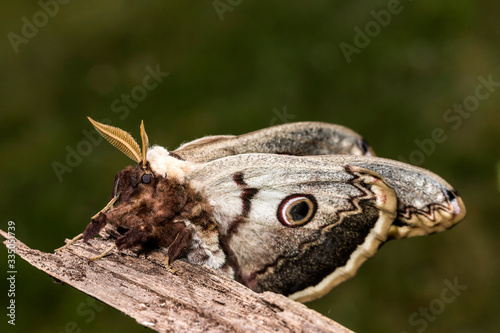 France,Auvergne,Allier,Le Brethon,Insecte © sebastien rabany