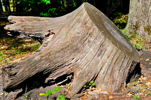 Tree Stump in the Summer Park.