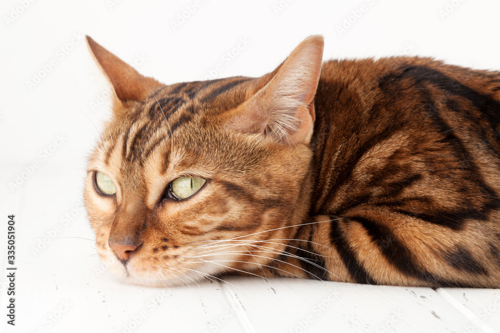 Bengal cat lying on white wooden floor Bengal cat lying on white wooden floor