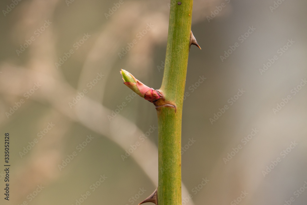 Rose Leaves Sprouting in Springtime Rose Leaves Sprouting in Springtime