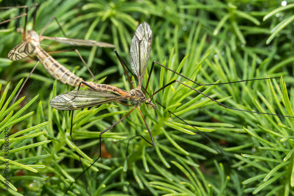 Moustique,Tipule ,Epiphragma ocellare Moustique,Tipule ,Epiphragma ocellare
