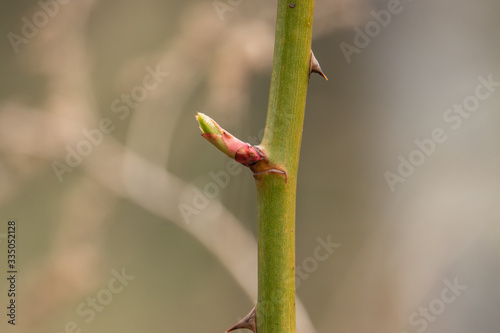 Rose Leaves Sprouting in Springtime