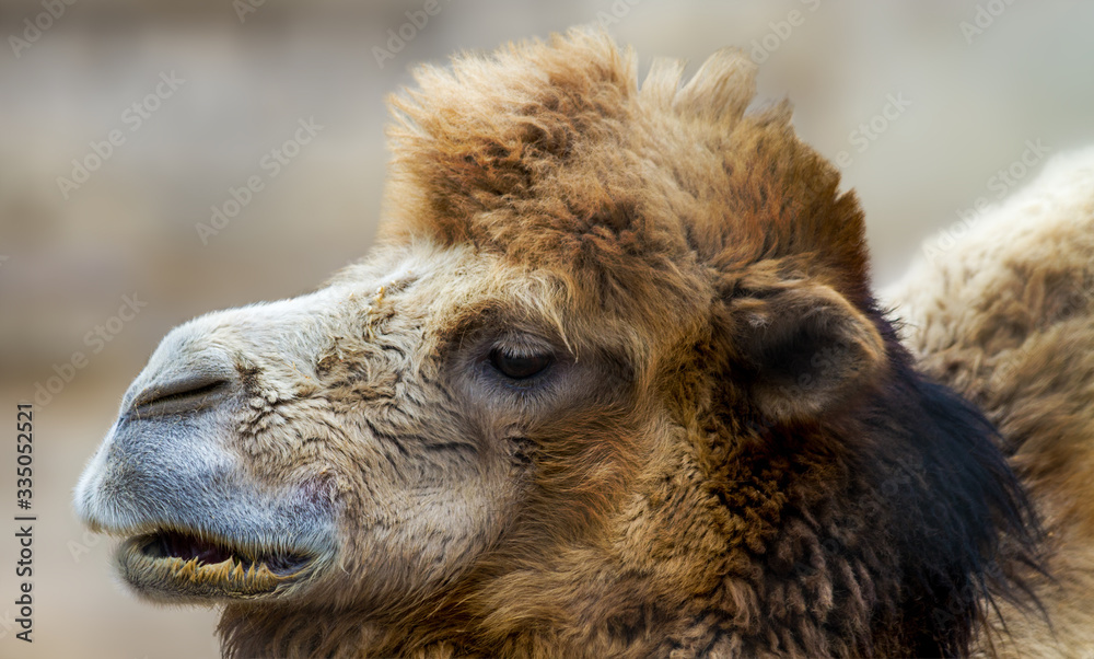  head of a mammal animal home big camel