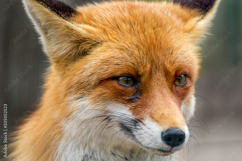  portrait of a wild animal red fox