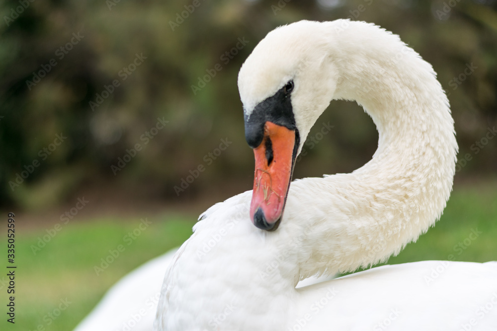 Obraz premium White swan posing at the park