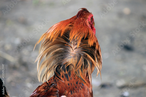 Portrait of a hen. Back head of chicken. © anubhabroy